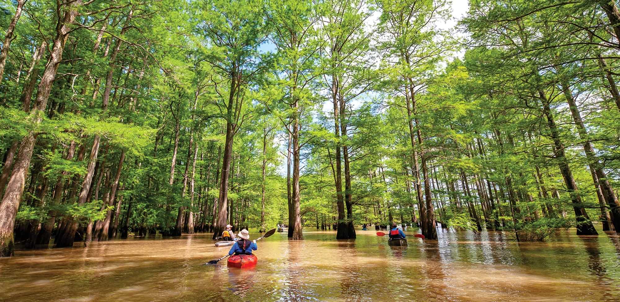 a group of three kayaking over St. Francis Sunken Lands